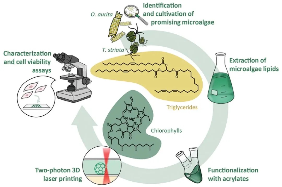 微藻基材料的光固化 3d 打印:從生物原料到高分辨率構(gòu)建體-南極熊3d打