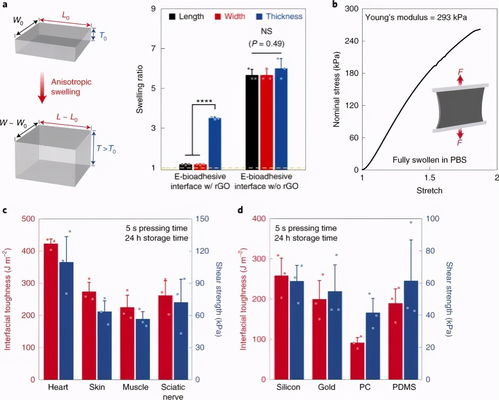 自然 材料 南科大郭傳飛 麻省理工趙選賀團隊 石墨烯可粘附生物電界面